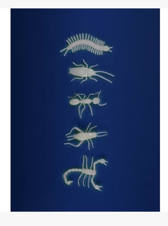 5 insectes phosphorescents - Les petites merveilles