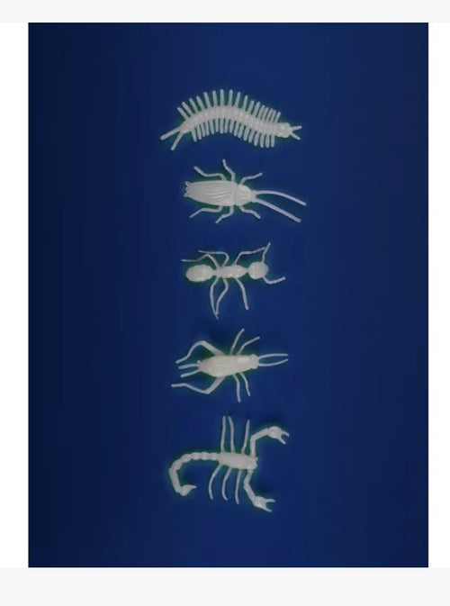 5 insectes phosphorescents - Les petites merveilles