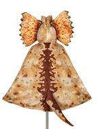 Déguisement - Cape Dilophosaurus - 4/7 ans