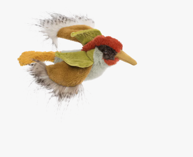 Oiseau Pivert - Tout autour du monde
