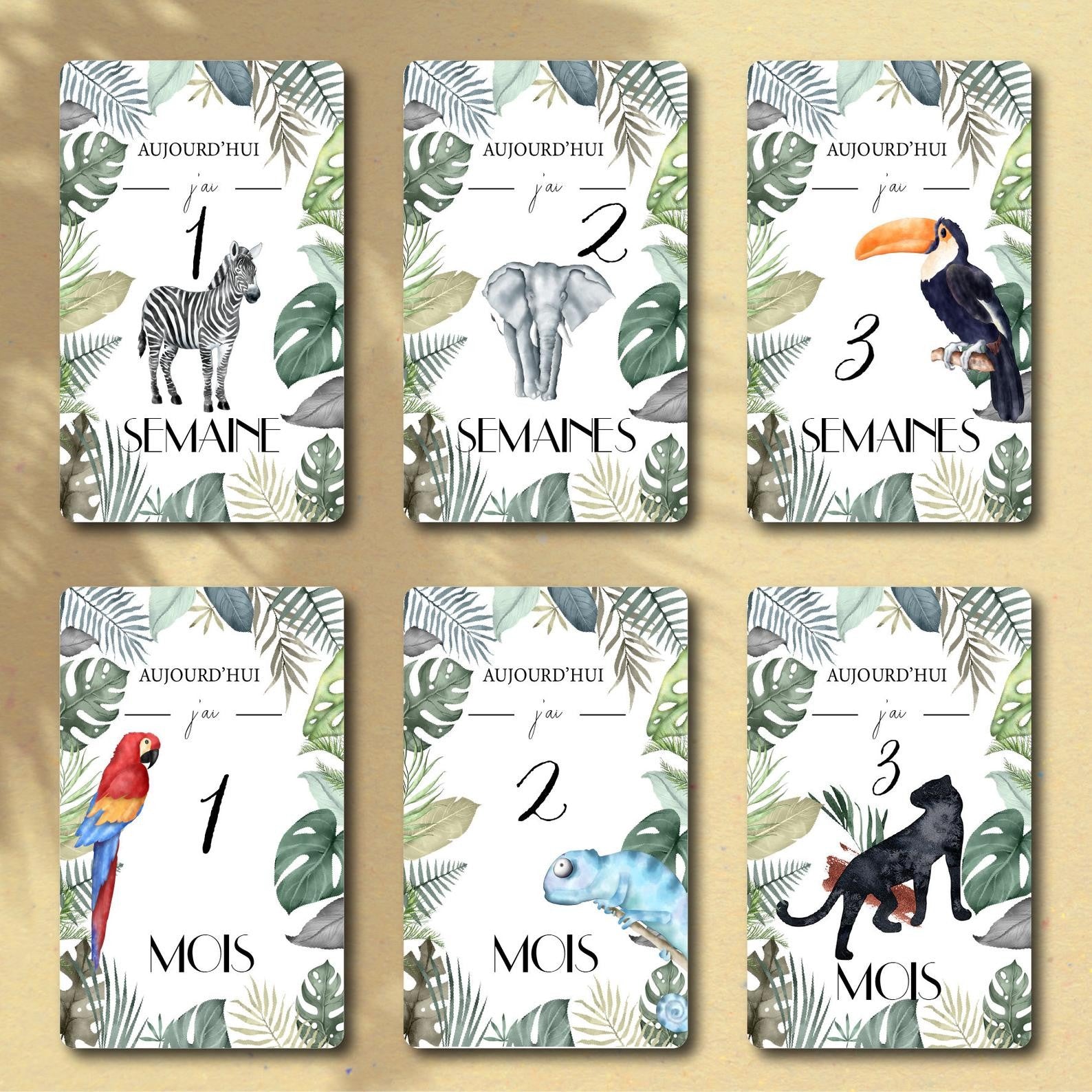 Cartes étapes Safari